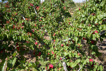 red apples in the garden