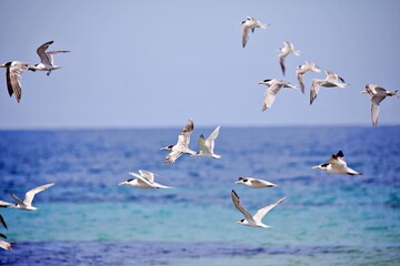 Fototapeta na wymiar Seevögel fliegen über Meer
