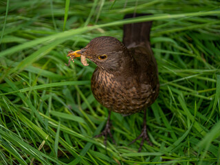 Amsel mit Futter im Schnabel auf Gras