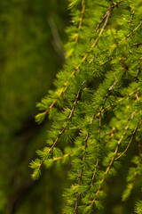 Alpine flowers of Julian Alps - Val Dogna