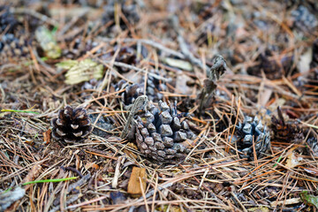 Close up of pine cones and needles on the forest floor