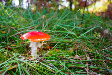 Close up of a fly agaric mushroom in the undergrowth