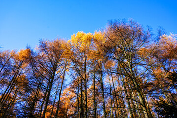 Looking up at tall trees in the autumn  fall