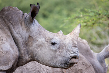 Naklejka premium Portrait of Young Southern African White Rhino in natural habitat Ceratotherium simum