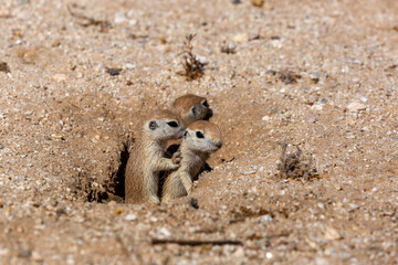 Obraz premium Juvenile round-tailed ground squirrel, Xerospermophilus tereticaudus, siblings, playing and hanging out at the entrance to their burrow. Adorable and cute rodents in the Sonoran Desert. Tucson, AZ.