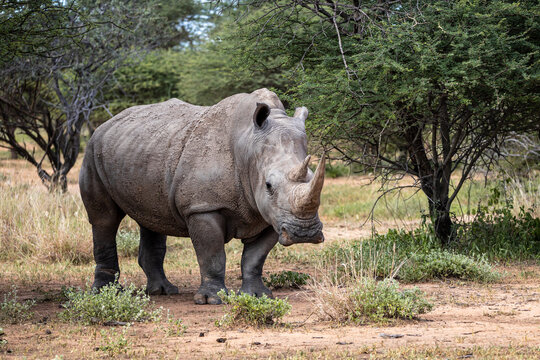 Male Southern African White Rhino in natural habitat Ceratotherium simum