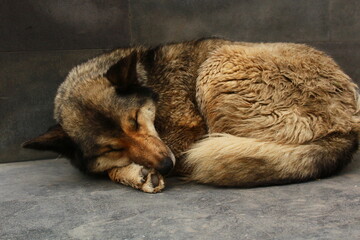 sleeping dog