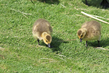 Baby goslings on the grass	