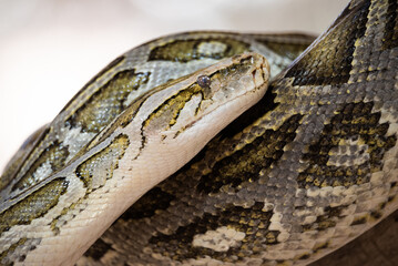 Close-up of a python. Snake isolated on a blurred background. Snake head and eyes.