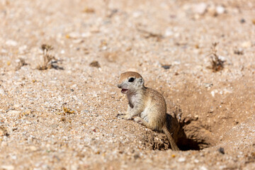 Naklejka na ściany i meble Round tailed ground squirrel, Xerospermophilus tereticaudus, hanging out by the entrance to their burrow. Cute wildlife in the Sonoran Desert. Pima County, Tucson, Arizona, USA. 