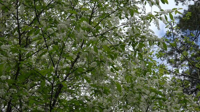 Flowering bird cherry tree common (Prunus padus)  at spring.