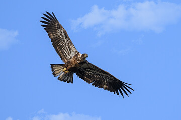 Juvenile bald eagle in flight
