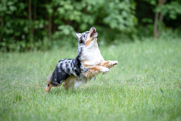 Beautiful merle Australian Shepherd with blue eye, Aussie with two different eye colors running outdoor, green blurred background in the forest, on the spring grass