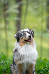 Beautiful merle Australian Shepherd with blue eye, Aussie with two different eye colors portrait outdoor, green blurred background in the forest, on the spring grass