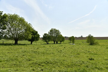 Arbres isol&eacute;s dans une prairie &agrave; Braine-le-Comte
