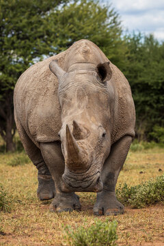 Male Southern African White Rhino in natural habitat in Namibia Ceratotherium simum