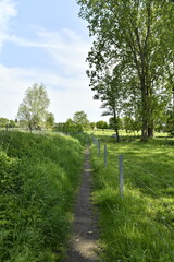 Sentier sous l'ombre des arbres à Braine-le-Comte