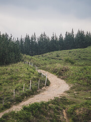 Path on the mountains going into a pine forest