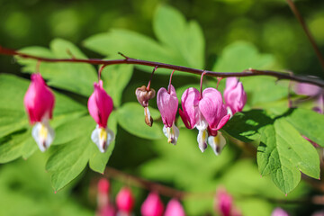 Fototapeta premium Lamprocapnos spectabilis, bleeding heart, fallopian buds or Asian bleeding-heart, is a species of flowering plant belonging to the fumitory subfamily (fumarioideae) of the poppy family Papaveraceae.