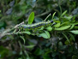Raupe Buchsbaumzünsler (Cydalima perspectalis)