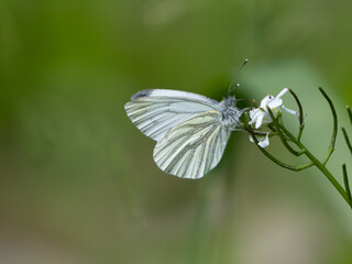 Kohlweisling, Pieris brassicae, schmetterling, 
