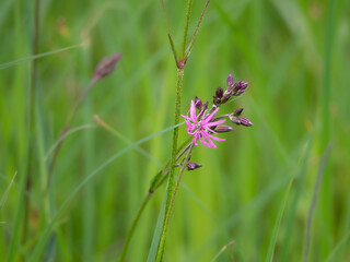 Kuckucks-Lichtnelke (Silene flos-cuculi)
