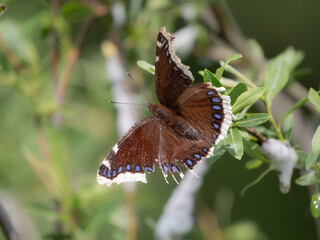 Trauermantel  (Nymphalis antiopa) 