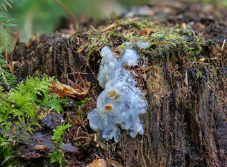 Weißer Schleimpilz (MYXOMYCETEN)