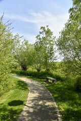 Fototapeta na wymiar Chemin en pleine nature au parc des Etangs Joseph Martel à Braine le Comte 
