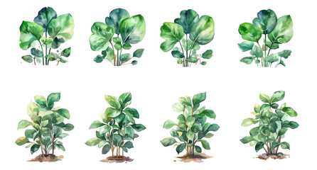 Set of watercolor green bushes with thin leaves. Only on a transparent background. Png. AI.