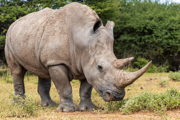 Naklejka premium Male Southern African White Rhino in Natural Habitat close portrait Ceratotherium simum