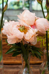 peony, peonies