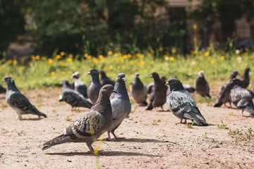 Obraz premium pigeons flock of birds, bird photo in summer on grass