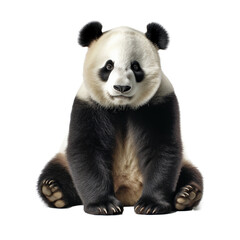 Obraz premium panda on transparent background