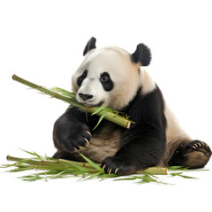 Panda eating bamboo on transparent background