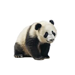 Fototapeta premium panda on transparent background