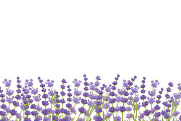 Banner bunch of lavender flowers. Floral aquarelle bouquet. Eco natural herbs. Watercolor illustration isolated on white background. For creating invitations, greeting and wedding cards