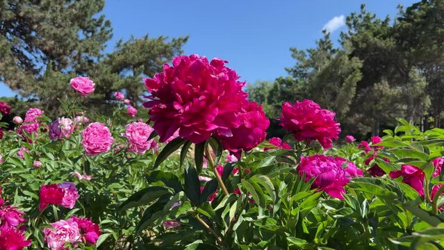 Bright pink peony flowers in the garden.