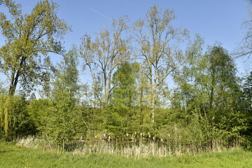Végétation sauvage autour d'une des marres au domaine provincial de Kessel-Lo à Louvain
