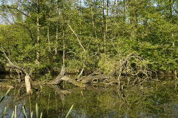 Végétation sauvage autour d'une des marres au domaine provincial de Kessel-Lo à Louvain
