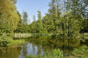 Végétation sauvage autour d'une des marres au domaine provincial de Kessel-Lo à Louvain
