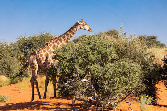 Namibian giraffe in the red dunes of the Kalahari desert feeding on green acacia tree Giraffa camelopardalis angolensis