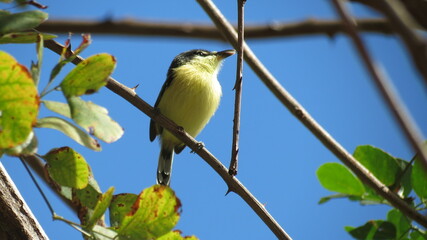 ferreirinho-relógio