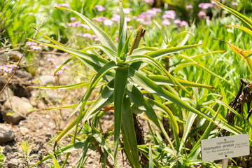 Aloiampelos Striatula or Hardy Aloe in Zurich in Switzerland