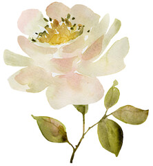 White rose watercolor isolated - 609479677