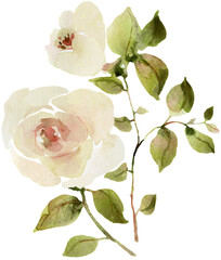 White rose watercolor isolated - 609479682