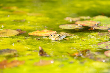 Frog at the botanical garden in Zurich in Switzerland