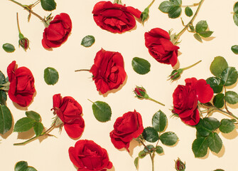 Red roses on beige background. Love concept. Flat lay. Copy space. Minimal nature concept.