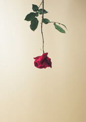 Styled minimalistic still life with rose flower on light background.