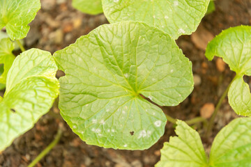 Eutrema Wasabi plant in Zurich in Switzerland